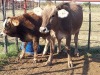 1x BRAUNVIEH GROSS Cow + Calf CM. VENTER