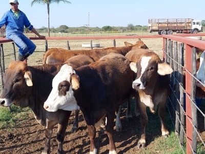 4x BRAHMAN CROSS Heifer CM. VENTER (Pay per piece to take the lot)