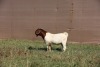 1X BOERBOK RAM ONGEKEUR - POTENSIEËL STOET - 2