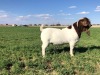 1X BOERBOK RAM ONGEKEUR - POTENSIEËL STOET - 3