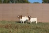 3X BOERBOK OOI/EWE KUDDE (PER STUK OM LOT TE NEEM) - 2