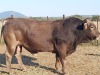 1x BRAUNVIEH Bull CM. VENTER