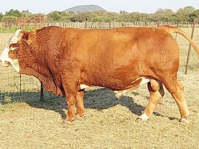 1x SIMMENTAL Bull CM. VENTER