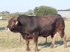 1x BRAUNVIEH Bull CM. VENTER