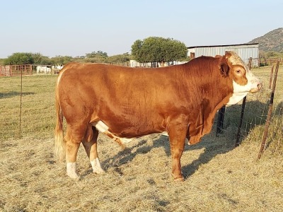 1x SIMMENTAL Bull CM. VENTER