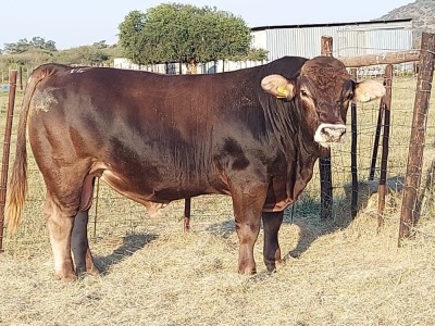 1x BRAUNVIEH Bull CM. VENTER