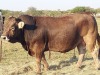 1x BRAUNVIEH Bull CM. VENTER