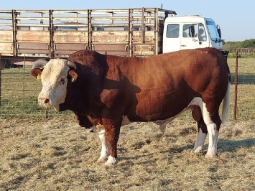 1x SIMMENTAL Bull CM. VENTER