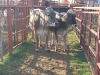 2x BRAUNVIEH GROSS Heifer CM. VENTER (Pay per piece to take the lot)