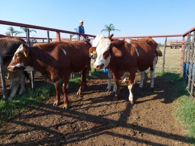 3x SIMMENTAL CROS Heifer CM. VENTER (Pay per piece to take the lot)