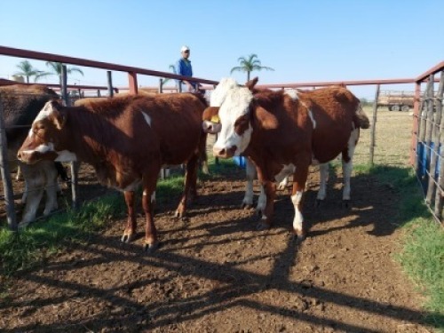 3x SIMMENTAL CROS Heifer CM. VENTER (Pay per piece to take the lot)