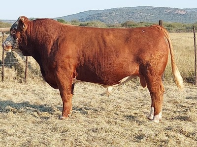 1x BRAHMAN CROSS Heifer CM. VENTER