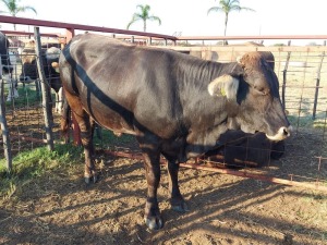 1x BRAUNVIEH GROSS Cow CM. VENTER