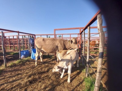 1x BRAUNVIEH Cow + Calf CM. VENTER