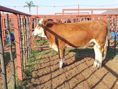 1x SIMMENTAL Heifer CM. VENTER