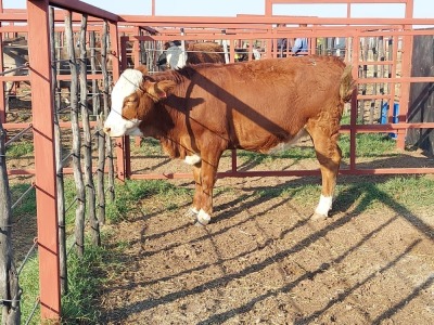 1x SIMMENTAL Heifer CM. VENTER