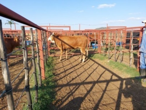 1x SIMMENTAL Heifer CM. VENTER