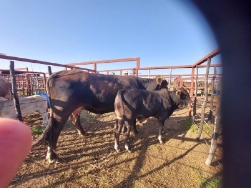 1x BRAUNVIEH GROSS Cow + Calf CM. VENTER