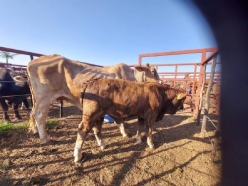 1x BRAHMAN CROSS Cow + Calf CM. VENTER