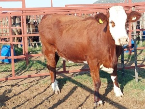 1x SIMMENTAL Cow CM. VENTER