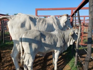 1x BRAHMAN CROSS Cow + Calf CM. VENTER