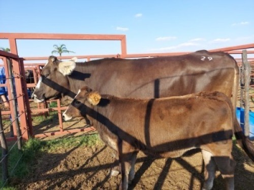 1x BRAUNVIEH GROSS Cow + Calf CM. VENTER
