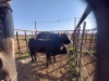 1x BRAUNVIEH GROSS Cow + Calf CM. VENTER