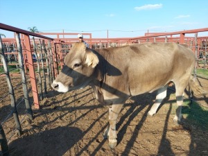 1x BRAUNVIEH GROSS Cow CM. VENTER