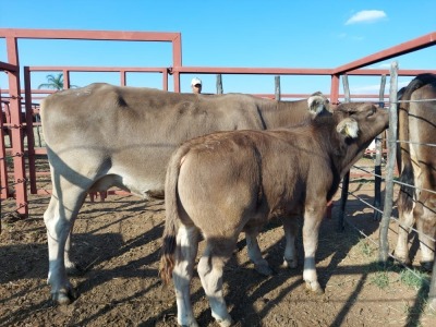 1x BRAUNVIEH GROSS Cow + Calf CM. VENTER