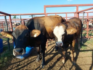 1x BRAHMAN CROSS Cow + Calf CM. VENTER