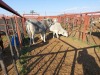 2x BRAHMAN CROSS Heifer CM. VENTER (Pay per piece to take the lot)