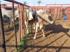 2x BRAHMAN CROSS Heifer CM. VENTER (Pay per piece to take the lot)