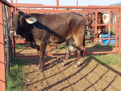 1x BRAUNVIEH GROSS Heifer CM. VENTER