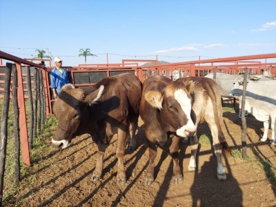 3x BRAUNVIEH GROSS Heifer CM. VENTER (Pay per piece to take the lot)