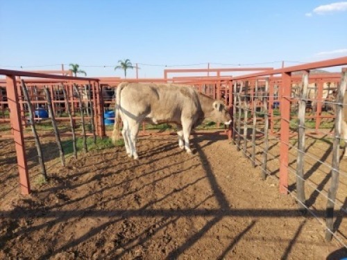 1X BRAUNVIEH Heifer CM. VENTER