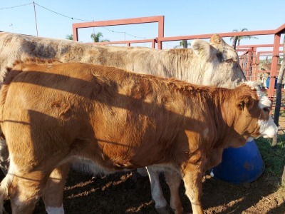 1x BRAUNVIEH GROSS Cow + Calf CM. VENTER