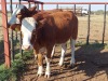 2x BRAHMAN CROSS Heifer CM. VENTER (Pay per piece to take the lot)