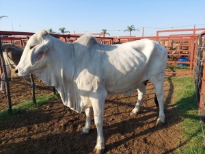 1x BRAHMAN CROSS Cow CM. VENTER