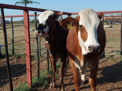 2x BRAHMAN CROSS Heifer CM. VENTER (Pay per piece to take the lot)