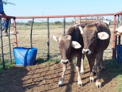 2x BRAUNVIEH GROSS Heifer CM. VENTER (Pay per piece to take the lot)