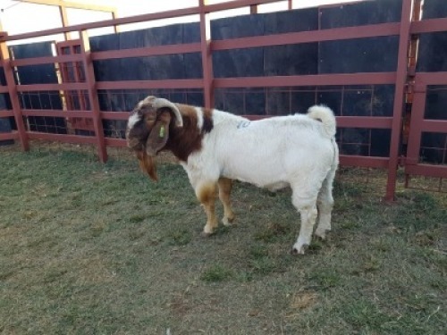 LOT 10 1x BOER GOAT Buck CM. VENTER