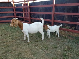 LOT 08 1x BOER GOAT Ewe + Kid CM. VENTER