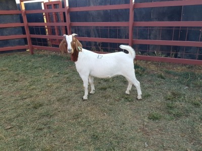 LOT 12 1x BOER GOAT Ewe CM. VENTER