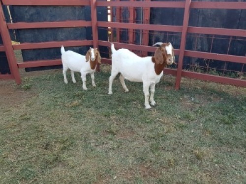 LOT 13 1x BOER GOAT Ewe + Kid CM. VENTER