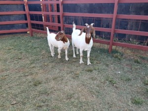 LOT 18 1x BOER GOAT Ewe + Kid CM. VENTER