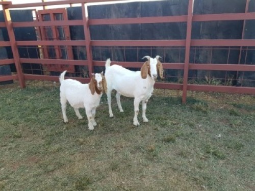LOT 22 1x BOER GOAT Ewe + Kid CM. VENTER