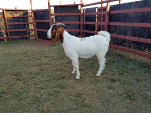 LOT 19 1x BOER GOAT Castrate CM. VENTER