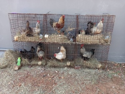 3X HOENDER HAAN / HEN NEAN VAN ZYL / T.A KALFIESKRAAL BOERDERY (Per stuk om lot te neem)