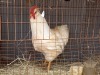 1X HOENDER HAAN / ROOSTER NEAN VAN ZYL / T.A KALFIESKRAAL BOERDERY