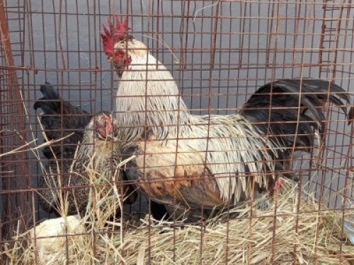 3X HOENDER HAAN / HEN NEAN VAN ZYL / T.A KALFIESKRAAL BOERDERY (Per stuk om lot te neem)